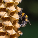 Rusty foxglove (Digitalis ferruginea)