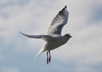 090917 SEAGULL04 IMG_7124