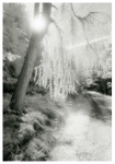 Forked Tree