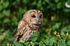 Tawny Owl