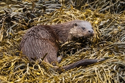Otter on Loch Scridain