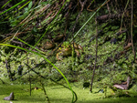 Edible Frogs