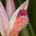 Ploughshare orchid (Serapias vomeracea)