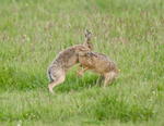 Brown Hare