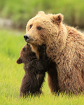 Brown Bear cub wants feeding, Silver Salmon Creek, Alaska