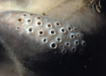 Pachymatisma johnstonia