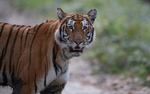 Tigress