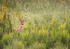 WHITE TAILED DEER - BIG CREEK MARSH