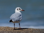 Black-headed Gull