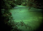Green Pond Suffolk