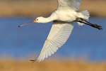 Close fly-past of a Spoonbill (juvenile) at Middlebere