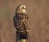Short Eared Owl