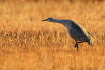 Sandhill Crane preparing for takeoff at dawn, Bosque del Apache