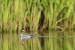 Red-necked Phalarope swimming, Iceland