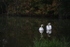 Swans