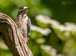 Great Spotted Woodpecker