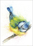 Limited print of BLUE TIT watercolour 290