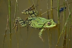 June 2017 - Marsh Frog