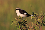 Grey-backed Fiscal portfolio
