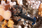 Homarus gammarus