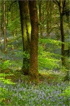 Two Trees