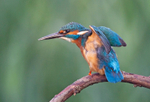 Kingfisher - Alcedo atthis