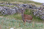 Stag in Velvet