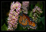 Queen Butterfly