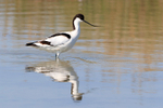 Avocet