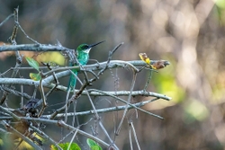 small bird 1