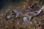 Scyliorhinus canicula