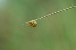 Snail