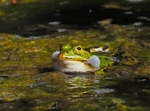 Edible Frog