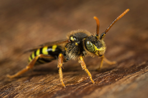 [i]Nomada goodeniana[/i] male. Near an [i]Andrena nigroaenea[/i] colony. Staffordshire, April 2015.