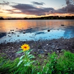 33 of 52: Pickmere Lake
