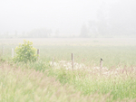 BOBOLINK IN FOG - BRUCE PENINSULA