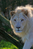 White lion close-up