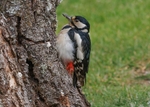 Great Spotted Woodpecker