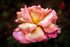 Garden Rose