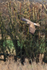Hen Harrier in flight at South Leigh, Oxfordshire