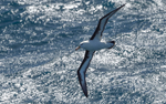 Black-browed Albatros