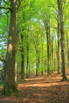 Hitchcombe Wood
