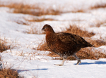 Red Grouse