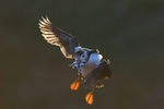 Atlantic Puffin
