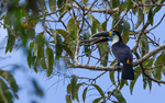 Cuvier's Toucan
