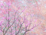 REDBUD IN BLOOM - NORFOLK COUNTY