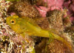 Taurulus bubalis