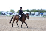 Class 303 - Ridden Pure Bred Horse Pony portfolio