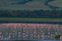 Ngorongoro Crater Flamingos