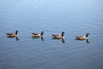Canada Goose line AGT_064
